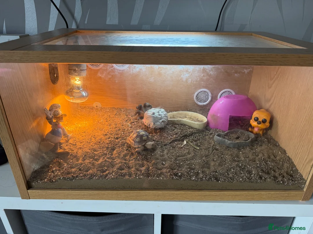 Tortoise reptiles for sale: Sulcatas tortoise and enclosure  in Southend-on-Sea - Advert 2