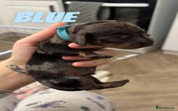 Dachshund dogs for sale: Dachshunds puppies  - Image 18