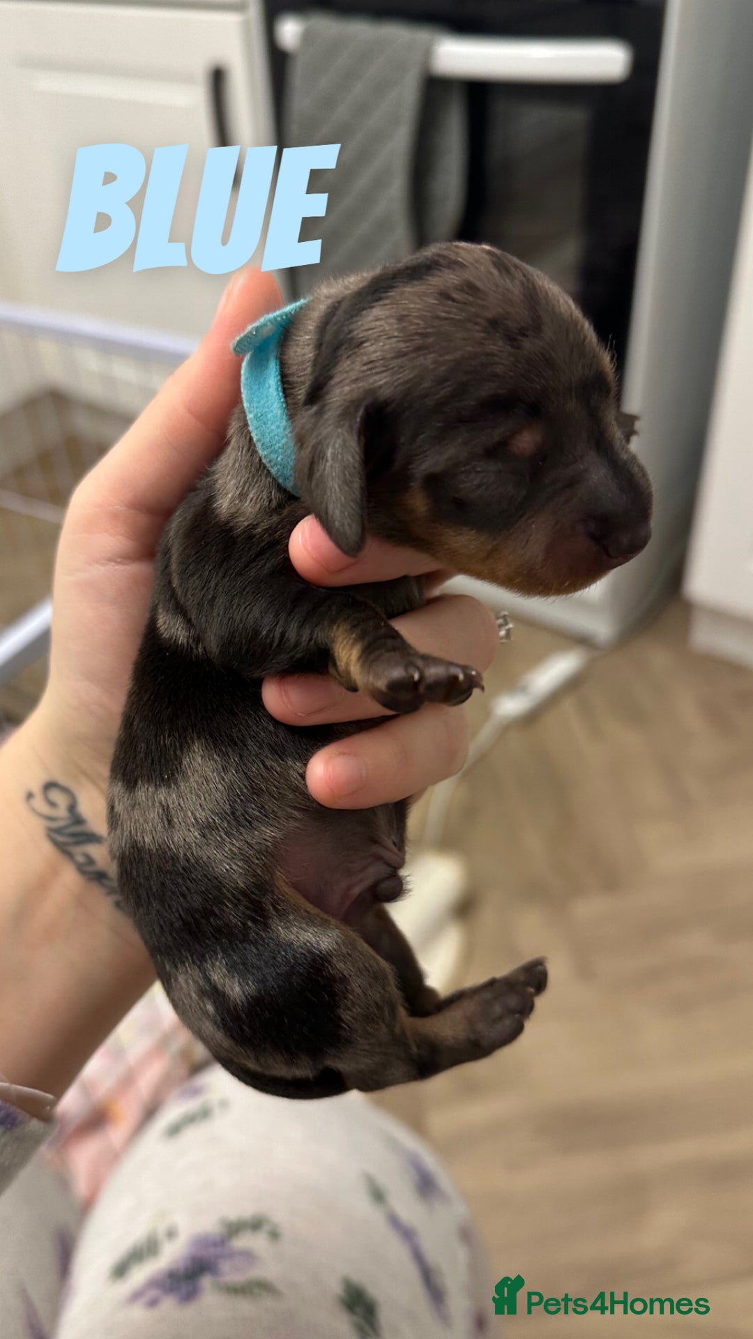 Dachshund dogs for sale: Dachshunds puppies  - Image 18
