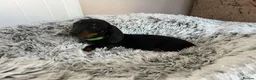 Miniature Dachshund dogs for sale: Miniature dachshund puppies - Advert 17