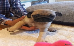 Pug dogs for sale: Pug puppies boys and girls  - Image 4