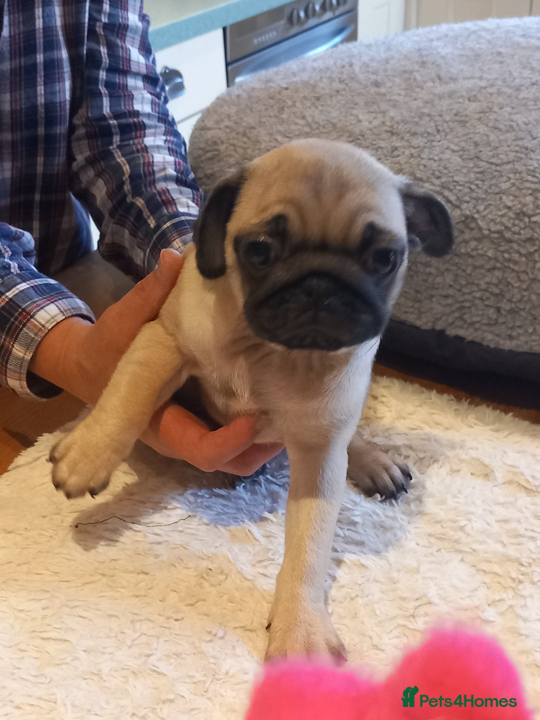 Pug dogs for sale: Pug puppies boys and girls  - Image 4