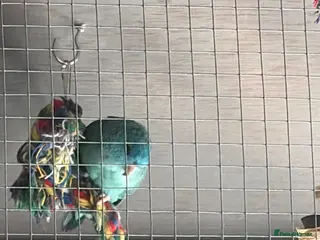 Parakeets birds Parakeet for sale and cage - Advert 15