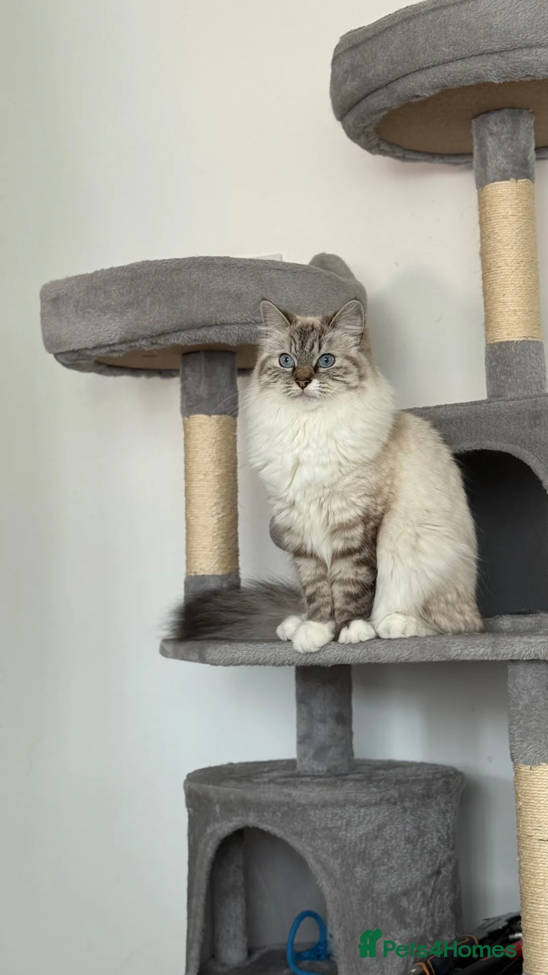 Ragdoll cats for sale: 4 Beautiful Ragdoll Boys – Ready 15th September ❤️ - Advert 2