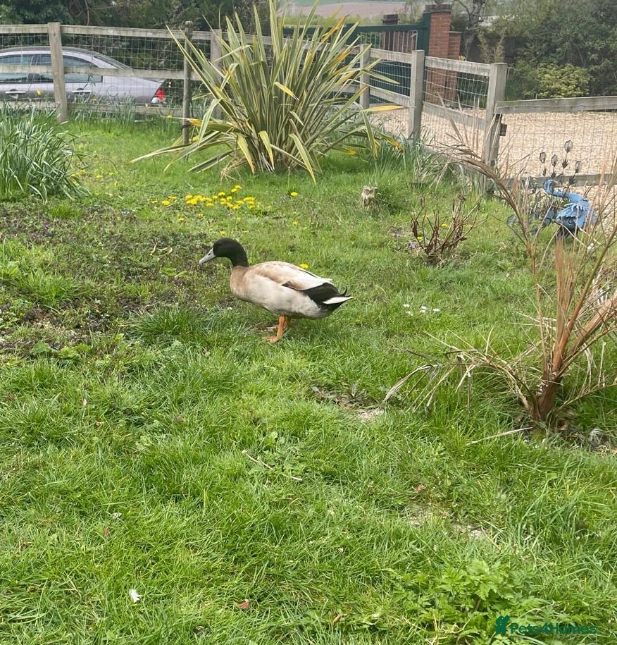 Ducks poultry Khaki Campbell male 1yr - Advert 2