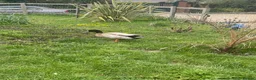 Ducks poultry for sale: Khaki Campbell male 1yr in Dunstable - Advert 1