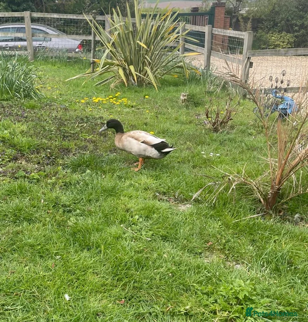 Ducks poultry for sale: Khaki Campbell male 1yr in Dunstable - Advert 1