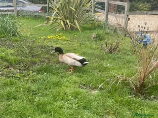 Ducks poultry Khaki Campbell male 1yr - Advert 4