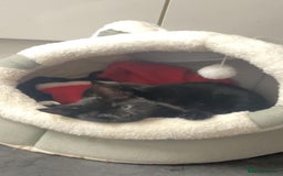 Mixed Breed cats for sale: Kittens for sale - Image 4