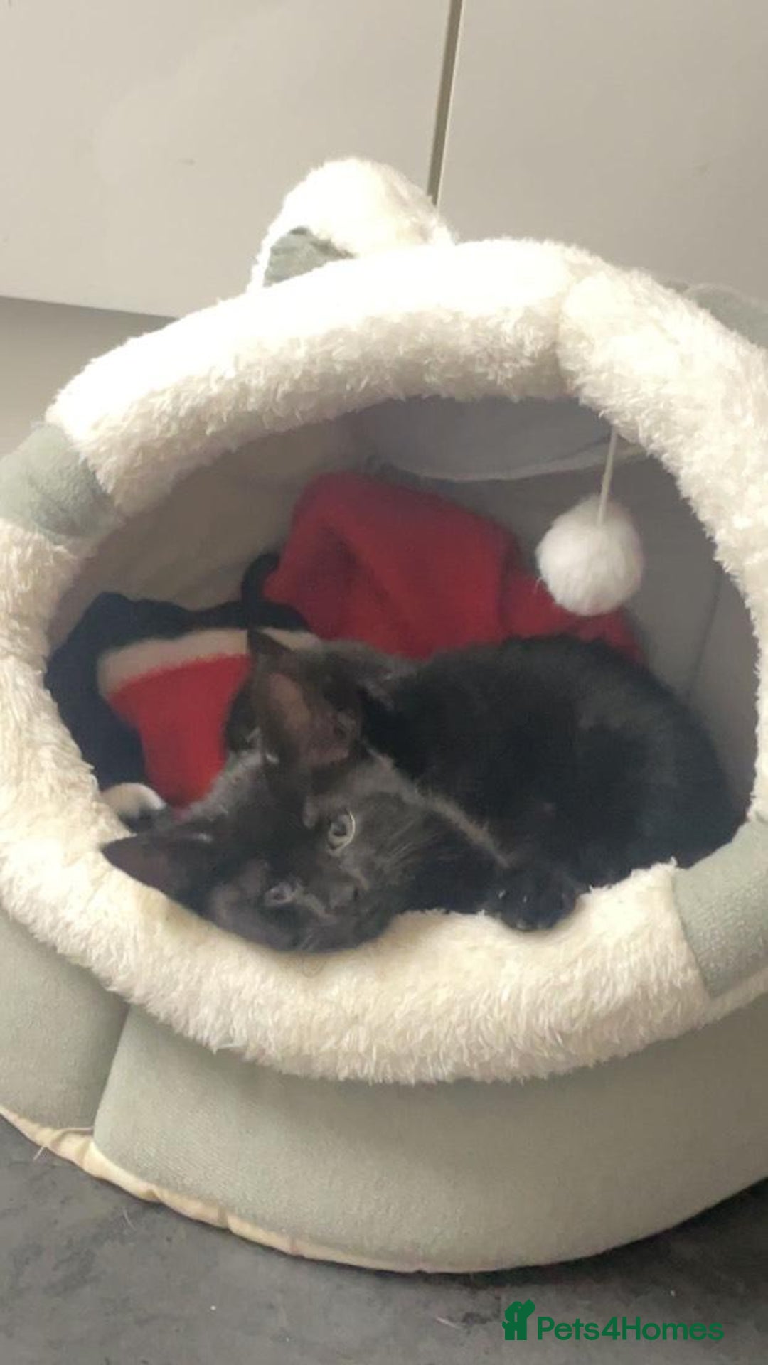 Mixed Breed cats for sale: Kittens for sale - Image 4