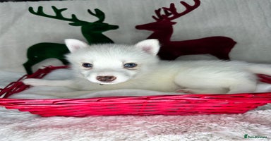 Pomsky dogs Pomsky Puppy - Advert 6