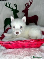 Pomsky dogs Pomsky Puppy - Advert 3