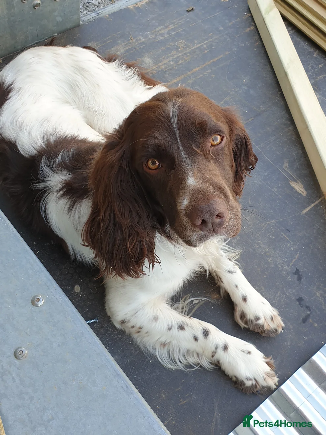 English Springer Spaniel dogs for stud: English Springer Spaniel in Launceston - Advert 2
