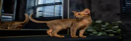 Abyssinian cats for sale: Majestic Abyssinian Boy-READY NOW-Champion Line - Advert 6