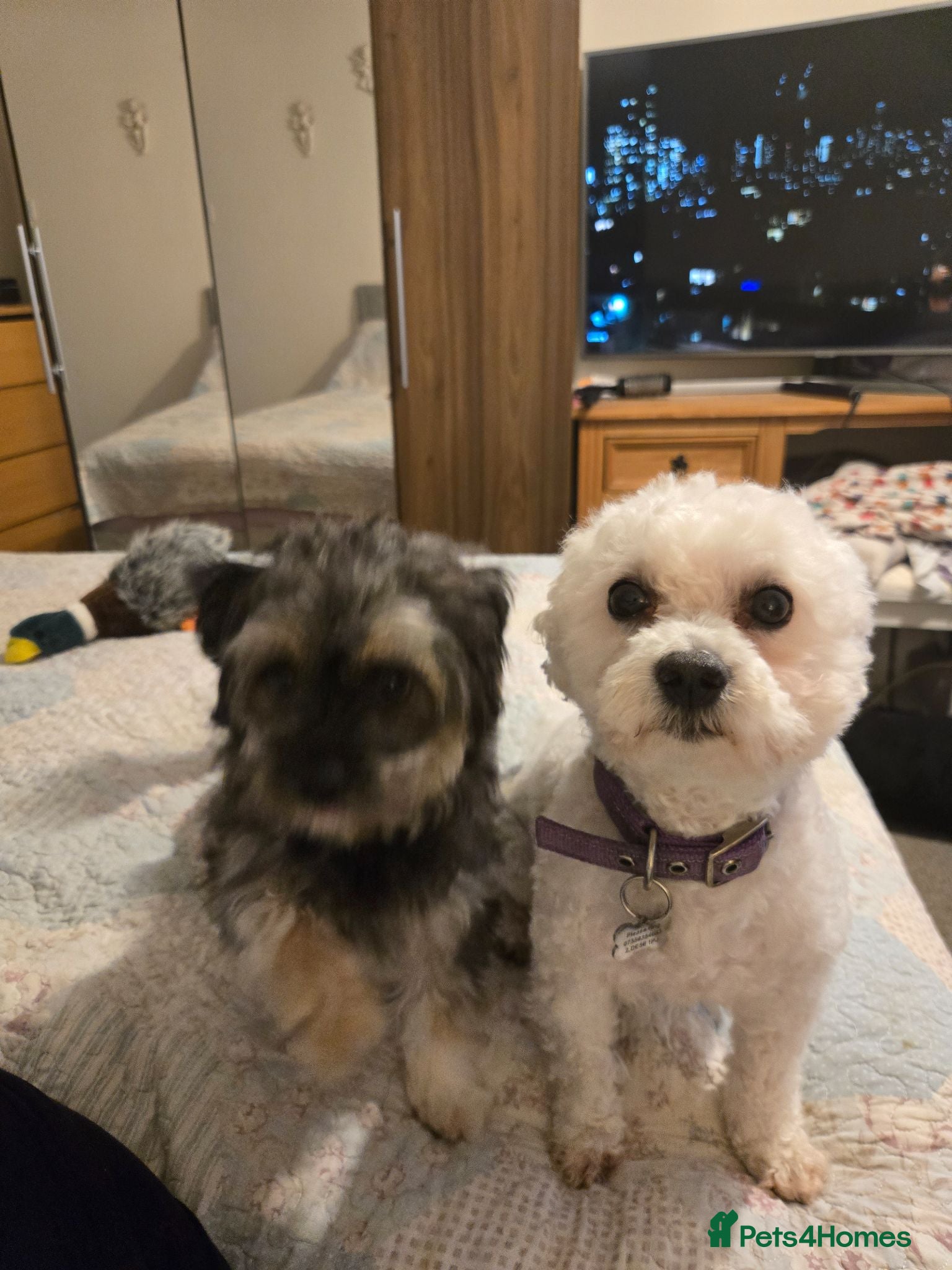 Mixed Breed dogs Long haired chihuahua x Bichon Frise  - Advert 1