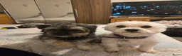Mixed Breed dogs for sale: Long haired chihuahua x Bichon Frise  - Advert 1
