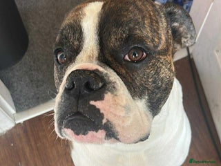 Mixed Breed dogs boxer/american bulldog - Advert 1