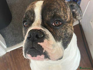 Mixed Breed dogs boxer/american bulldog - Advert 13