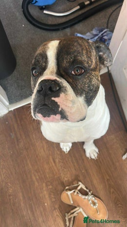 Mixed Breed dogs boxer/american bulldog - Advert 1