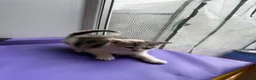 Mixed Breed cats for sale: 4 STUNNING KITTENS READY FOR A LOVING HOME - Advert 16