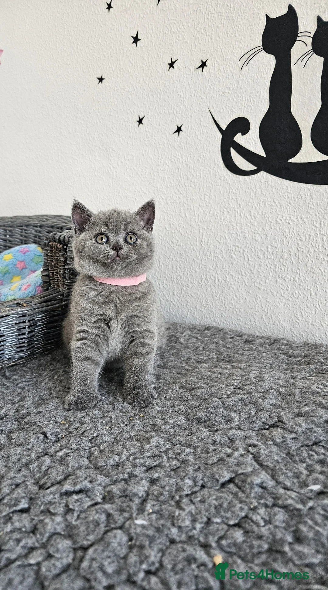 British Shorthair cats for sale: British Shorthair Kittens - Advert 19