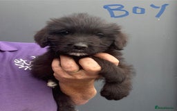 Mixed Breed dogs for sale: f1 St Berdoodle Pups - Image 13