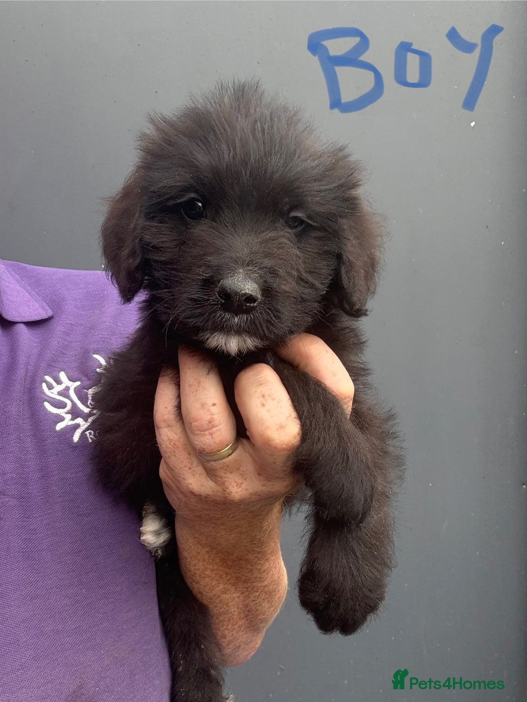 Mixed Breed dogs for sale: f1 St Berdoodle Pups - Image 13