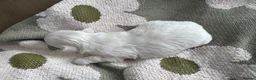 Shih Tzu dogs for sale: Mini Colourful Litter of Shihtzu  - Advert 6