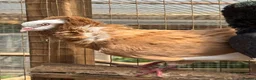 Pigeons birds for sale: Old Dutch Capuchine for sale - Advert 4