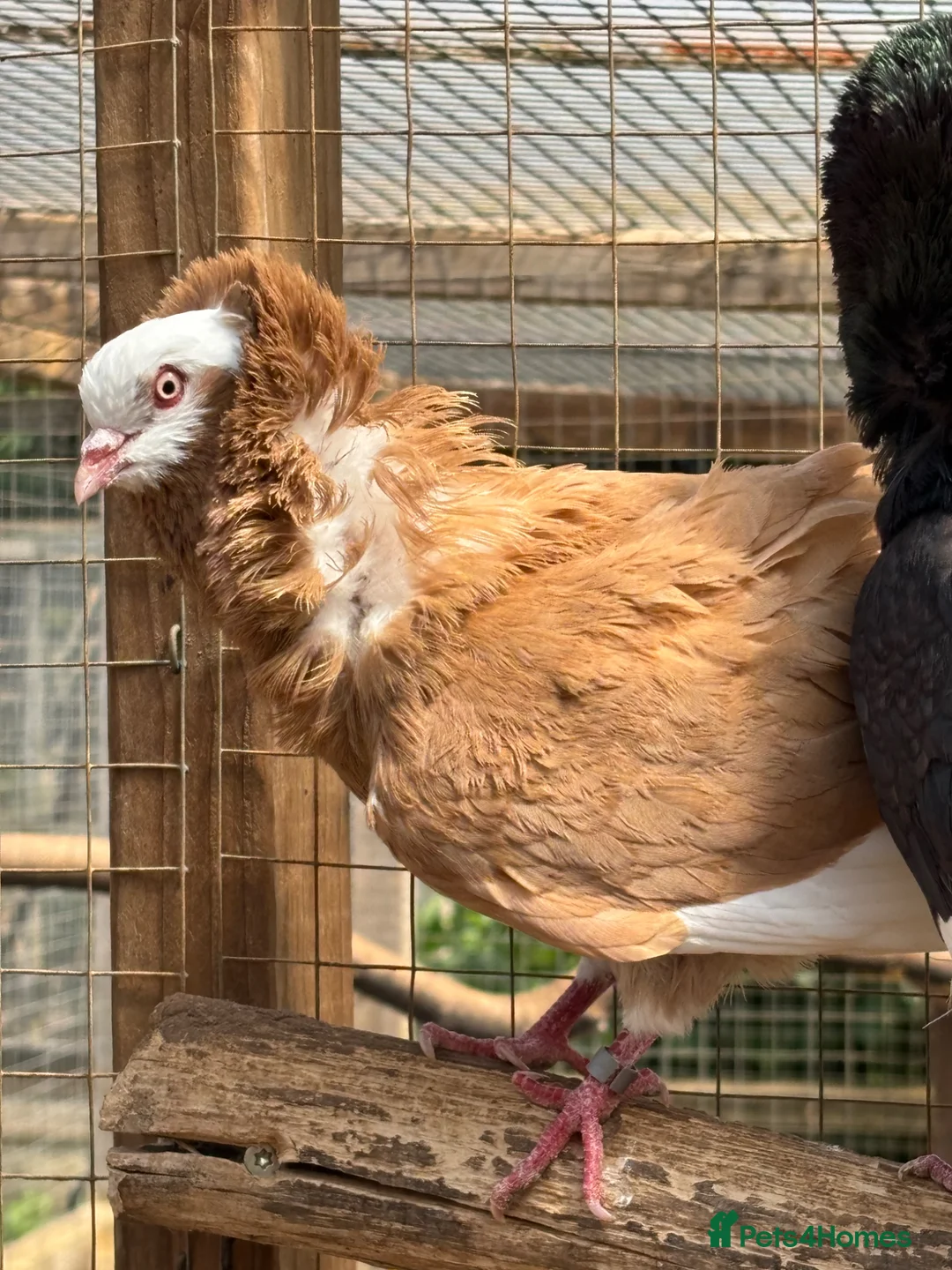 Pigeons birds for sale: Old Dutch Capuchine for sale - Advert 4