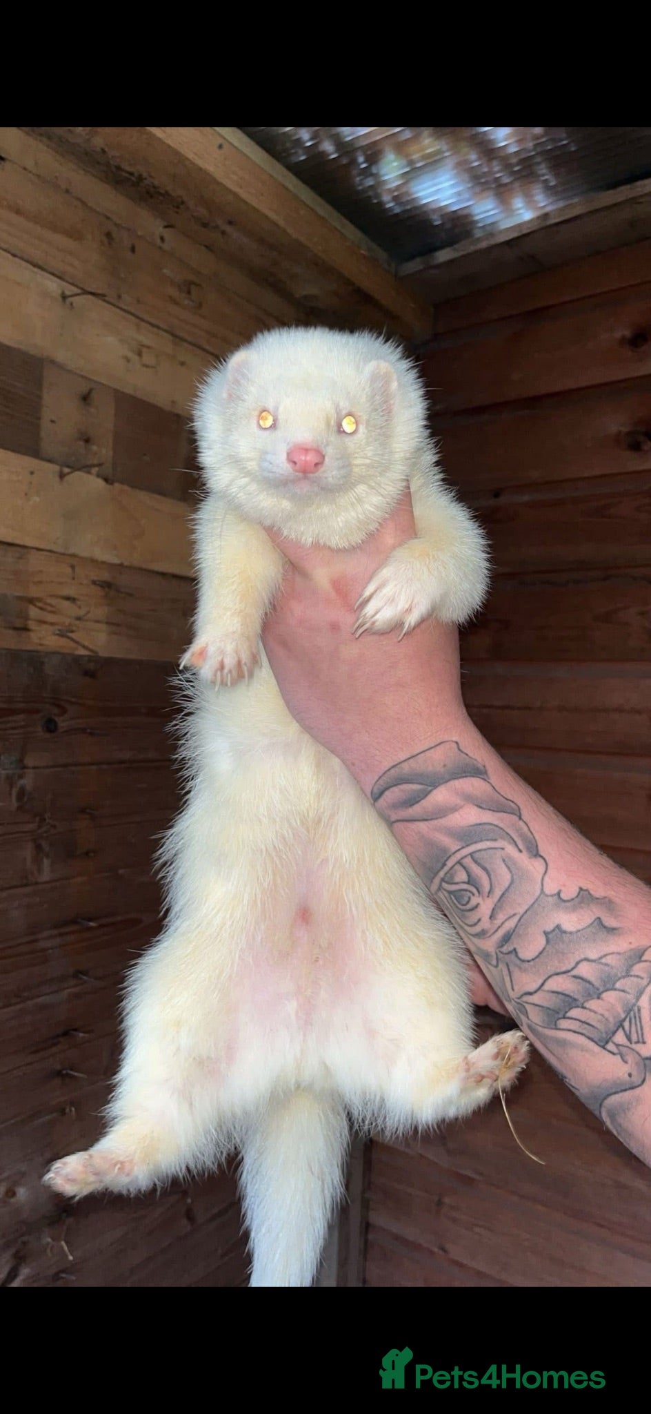 Ferret rodents 2 stunning albino hobs & a cinnamon jill  - Advert 1
