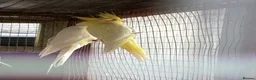 Cockatiels birds for sale: Baby cockatiels  - Advert 2