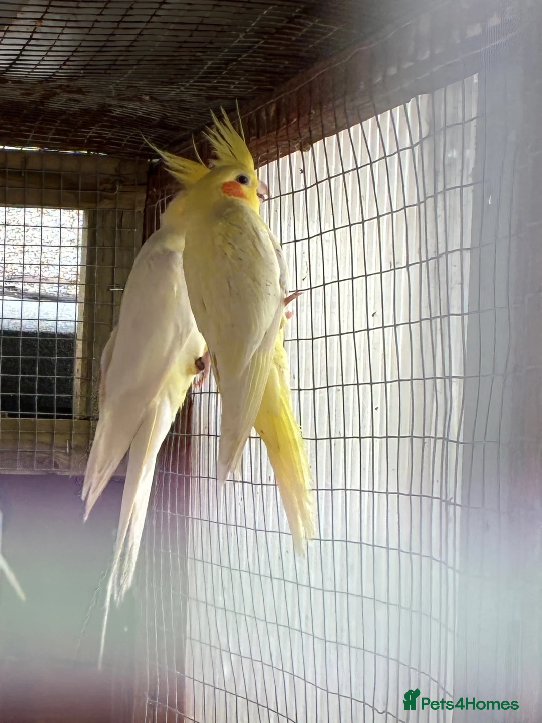 Cockatiels birds for sale: Baby cockatiels  - Advert 2
