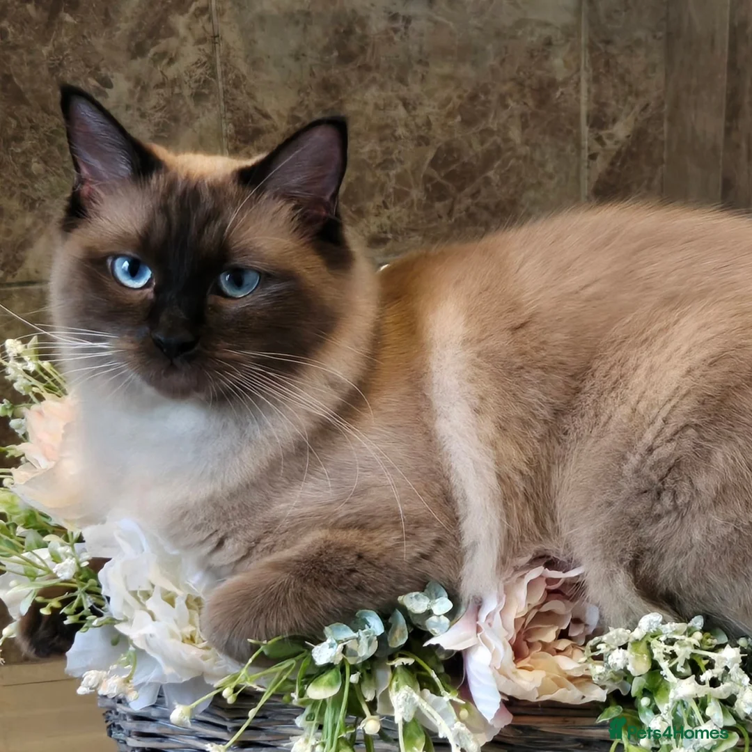 Ragdoll cats for sale: Gorgeous Pedigree chunky ragdolls - Advert 1