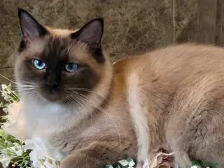 Ragdoll cats Gorgeous Pedigree chunky ragdolls - Advert 1