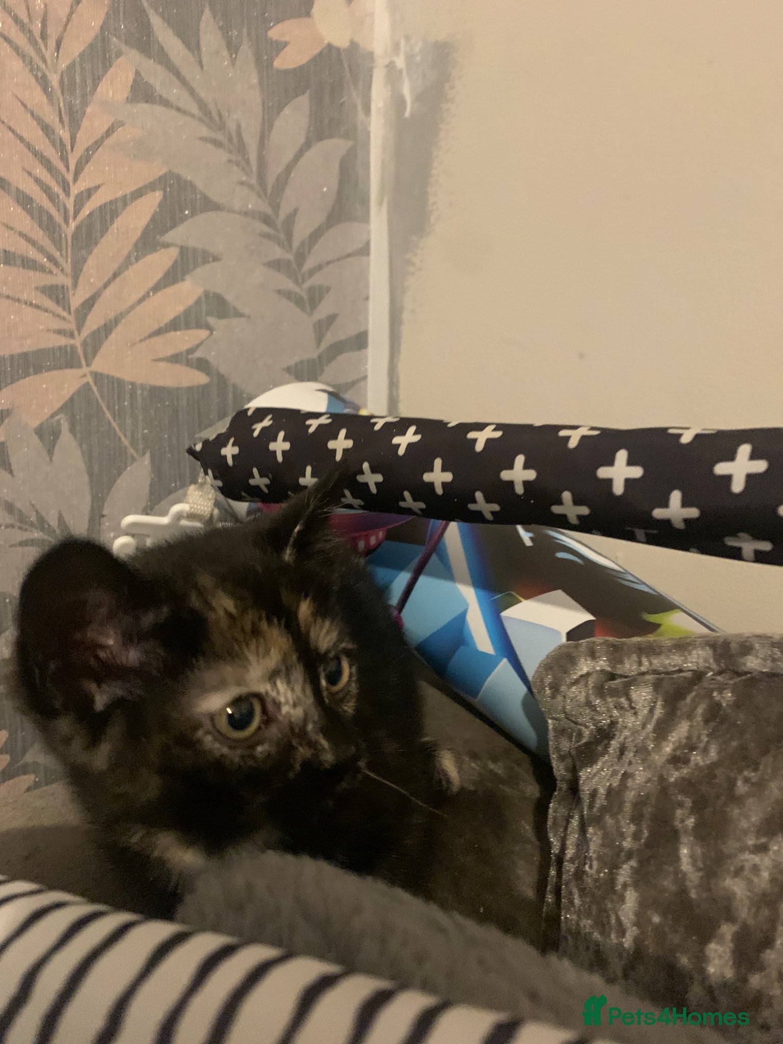 British Shorthair cats for sale: Tortle shell kitten  in Bedworth - Advert 3