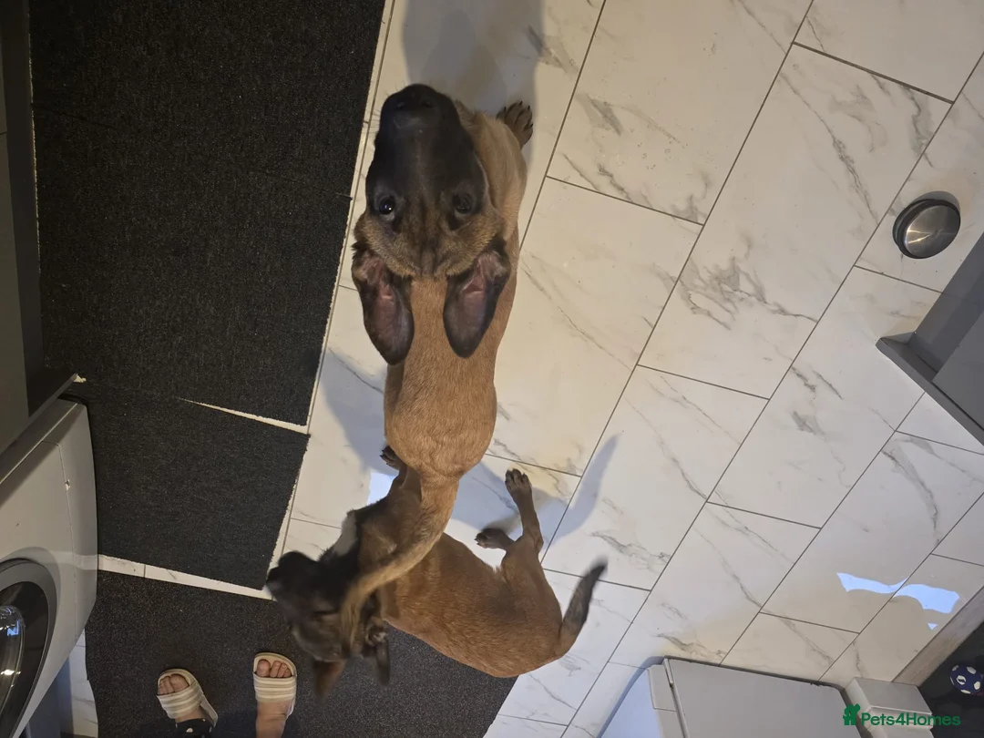 Belgian Shepherd Dog dogs for sale: 2 Belgian Shepherd puppies  - Advert 8