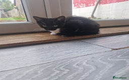 Mixed Breed cats for sale: 2 male 1 female kitten very ready to go - Image 3