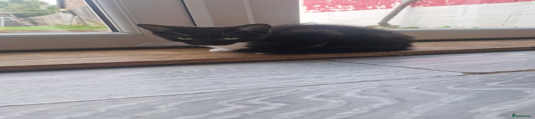 Mixed Breed Kitten 1