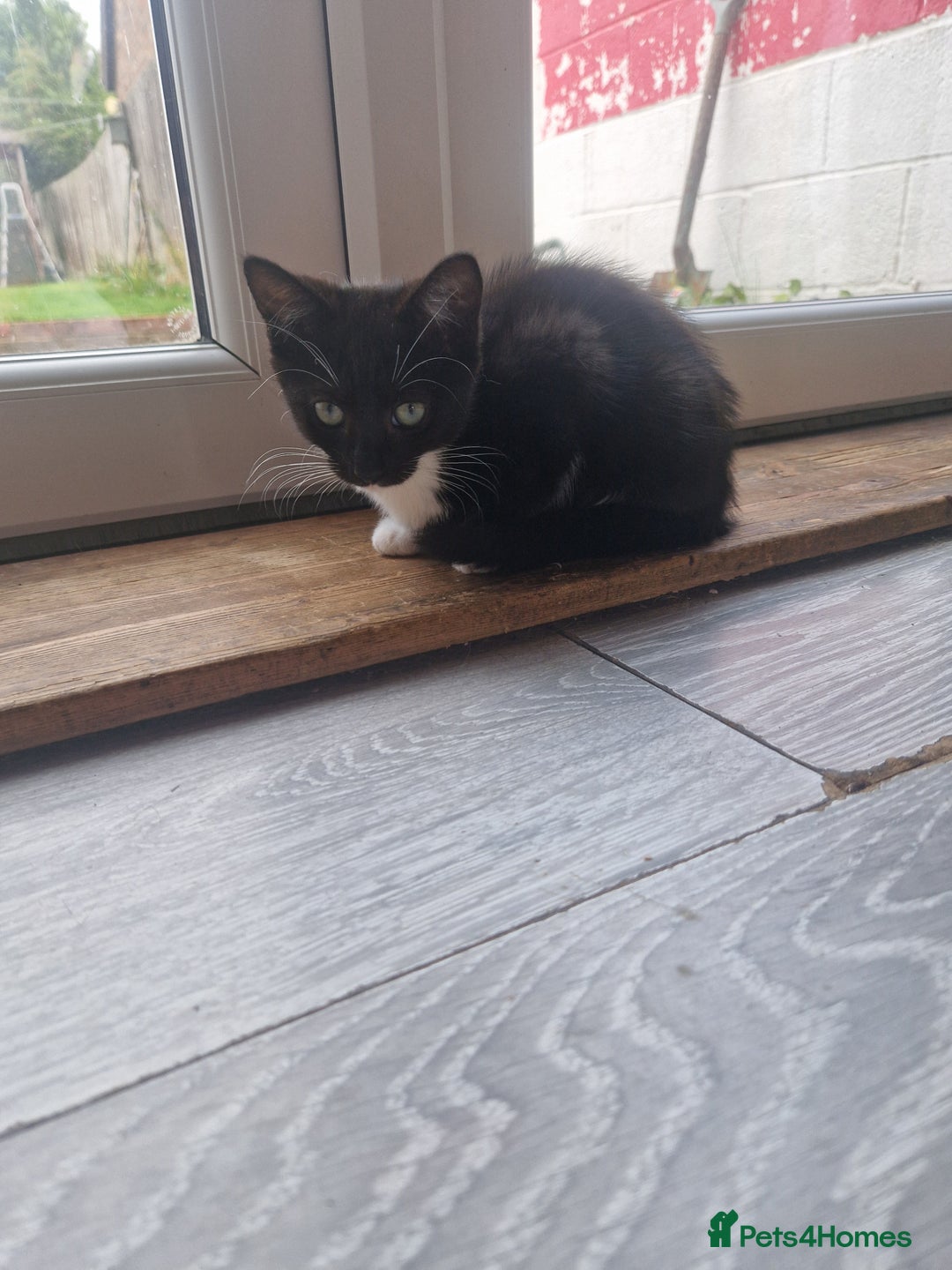 Mixed Breed cats for sale: 2 male 1 female kitten very ready to go - Image 3