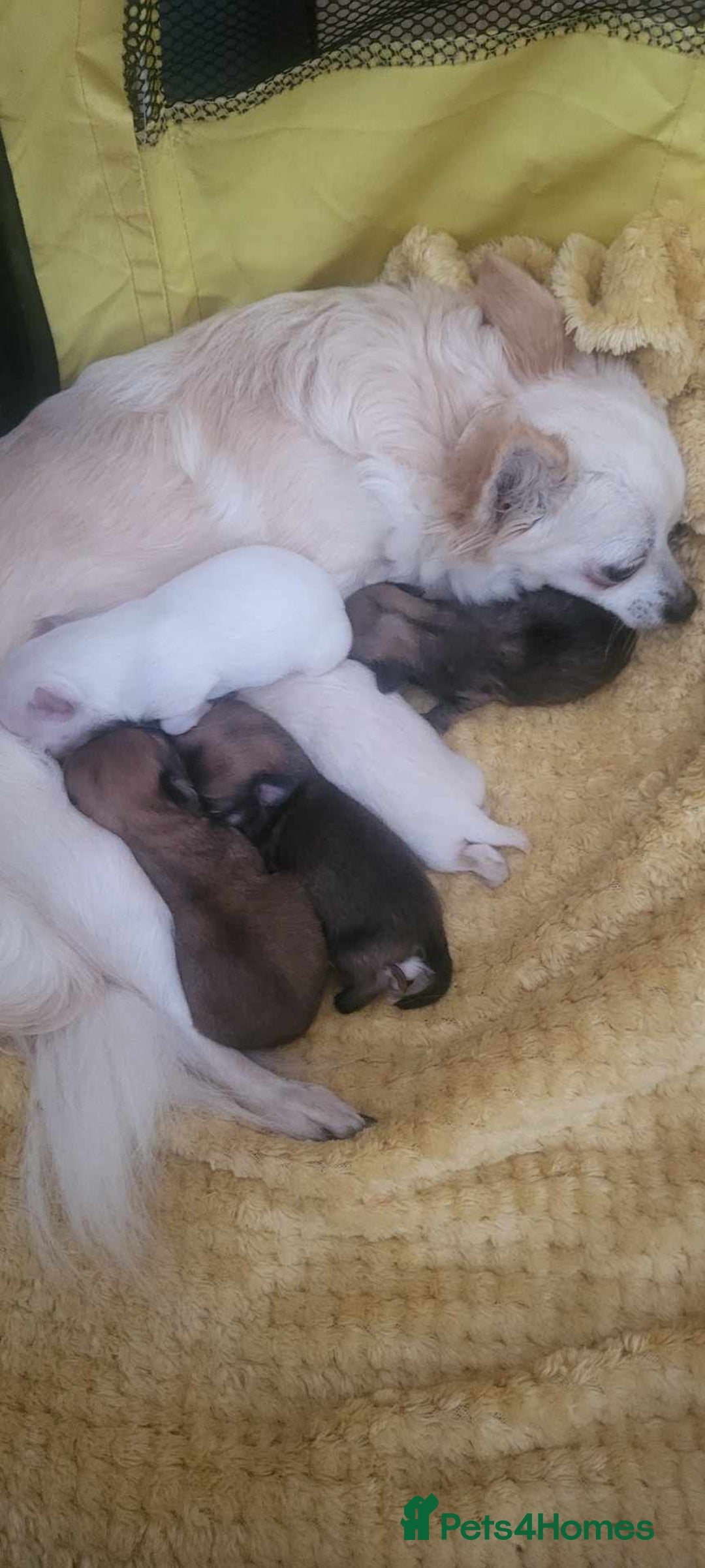 Chihuahua dogs for sale: Chihuahua puppy  - Image 4