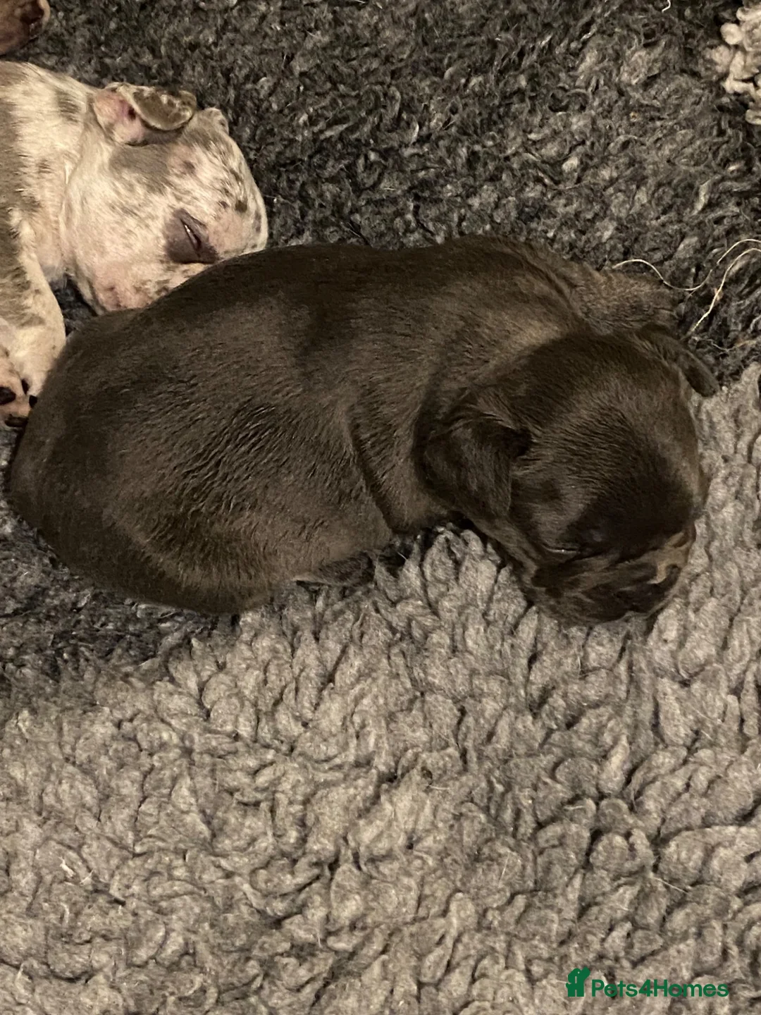 French Bulldog dogs for sale: Stunning healthy French bulldog pups - Advert 2