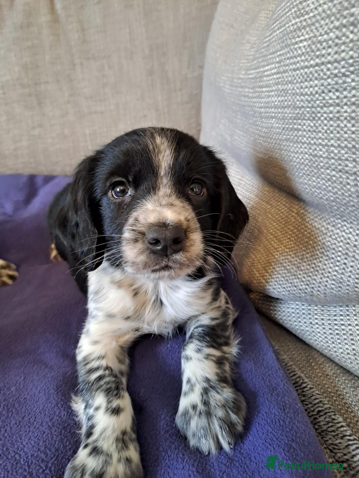 Sprocker dogs Ready now F1 Sprocker puppies  - Advert 1
