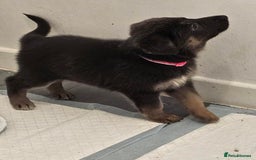 German Shepherd dogs for sale: German shepherd puppies - Image 6