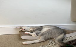 Mixed Breed cats for adoption: SKY - UNUSUAL MIXBREED HANDSOME PERFECT HEALTH - Image 7