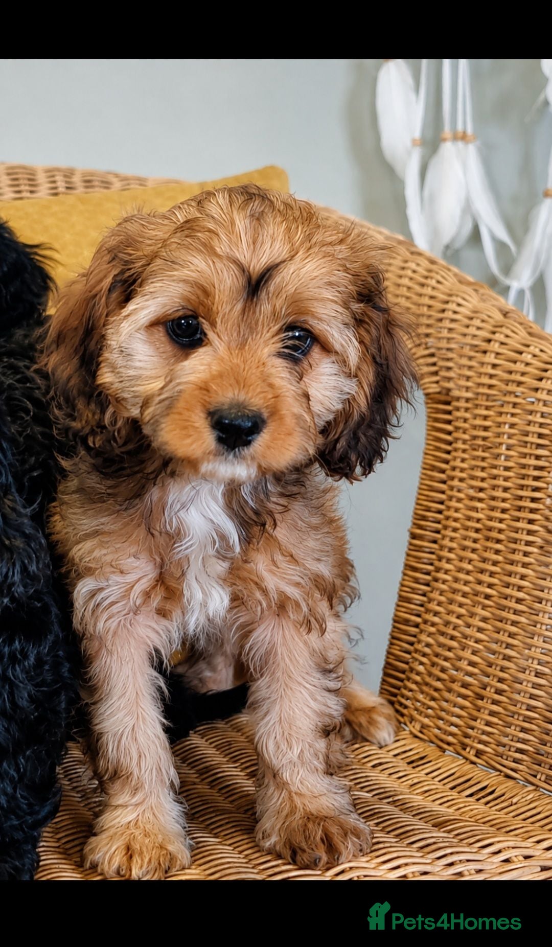 Cavapoo dogs Ready Now - Girl F1 Toy Cavapoos Health Checked - Advert 1
