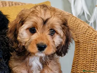 Cavapoo dogs Ready Now - Girl F1 Toy Cavapoos Health Checked - Advert 1