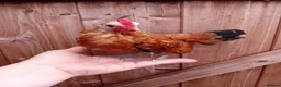 Chickens poultry for sale: Serama Roosters Available - Advert 4