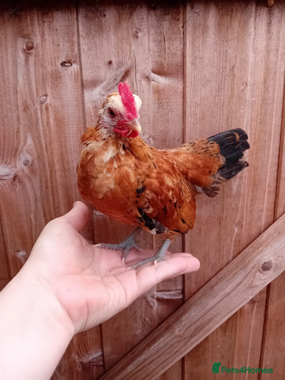 Chickens poultry for sale: Serama Roosters Available - Advert 4