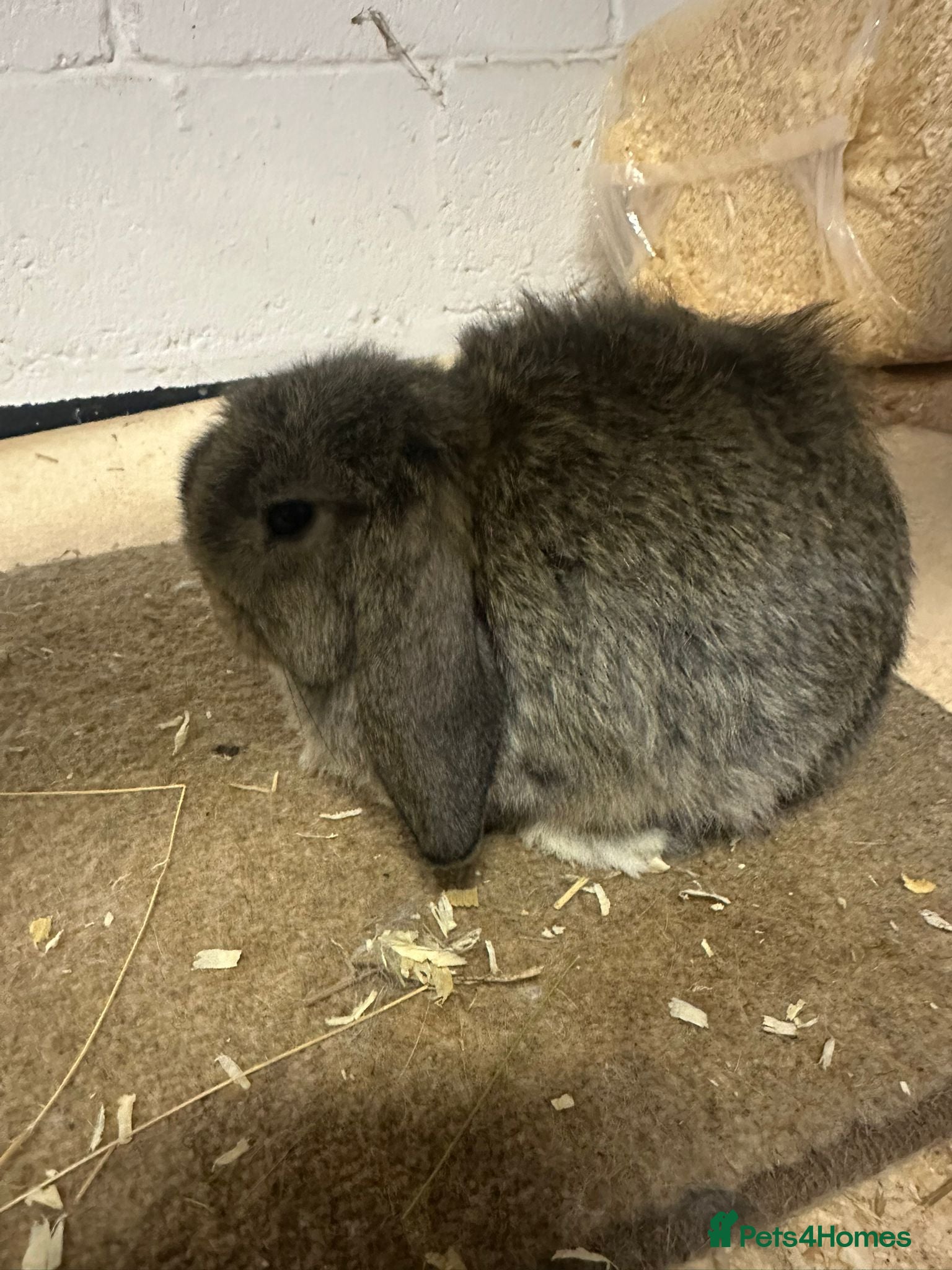 Dwarf Lop rabbits Drawf lop babies for sale - Advert 4